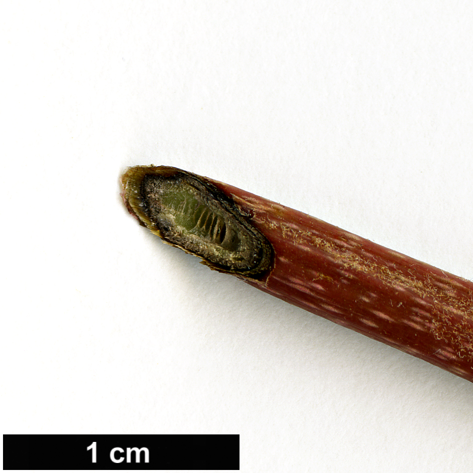 High resolution image: Family: Actinidiaceae - Genus: Actinidia - Taxon: arguta - SpeciesSub: var. purpurea
